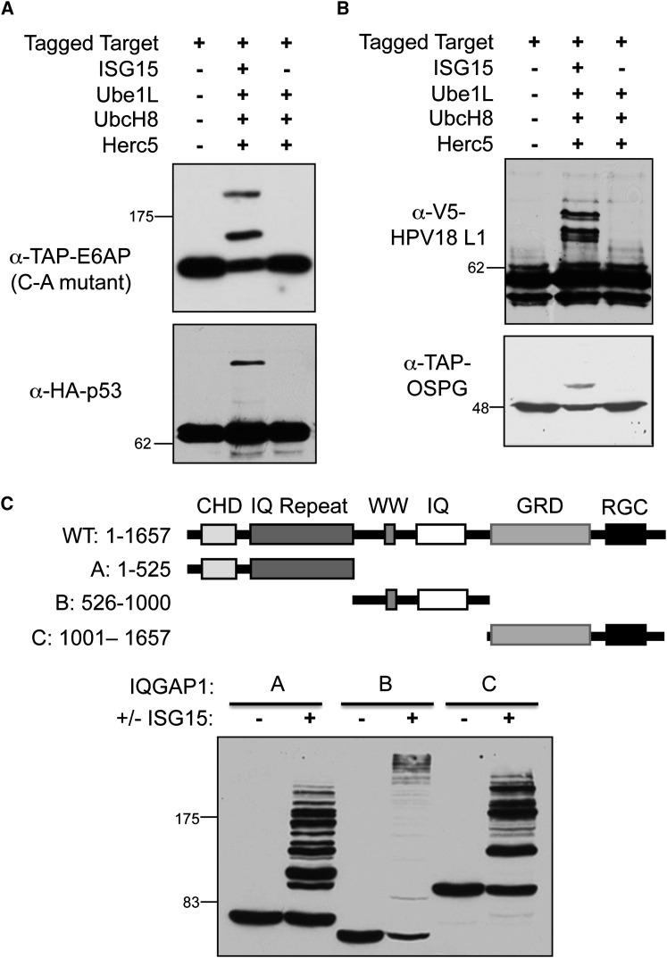 https://cdn.ncbi.nlm.nih.gov/pmc/blobs/43cc/7110624/23a7e6855640/gr3_lrg.jpg