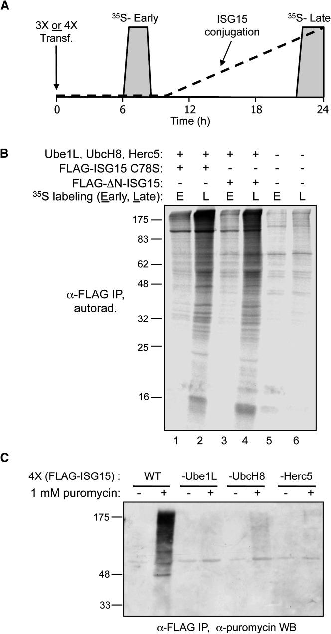 https://cdn.ncbi.nlm.nih.gov/pmc/blobs/43cc/7110624/8cca080485e8/gr5_lrg.jpg