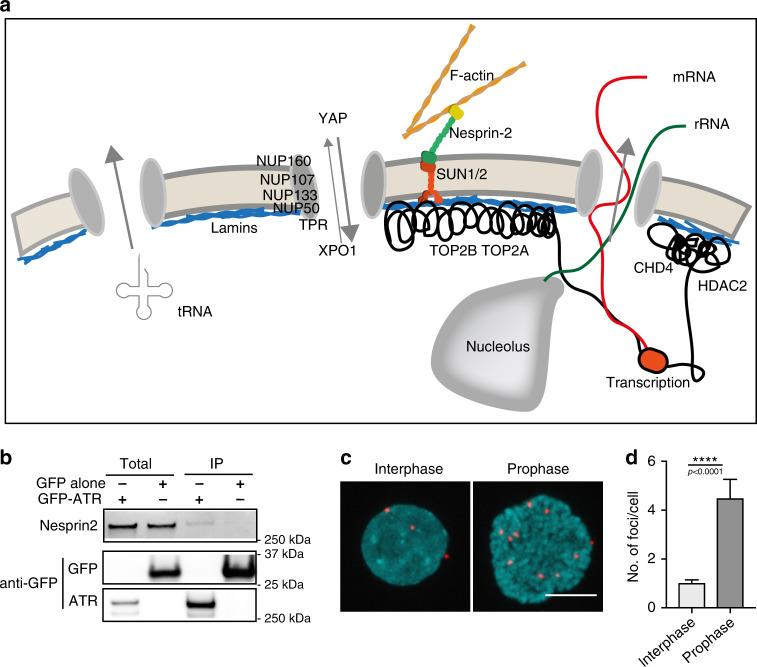 https://cdn.ncbi.nlm.nih.gov/pmc/blobs/43cd/7518249/28e084ef1cf0/41467_2020_18580_Fig6_HTML.jpg