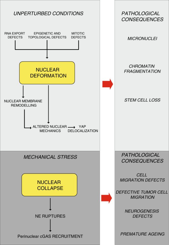 https://cdn.ncbi.nlm.nih.gov/pmc/blobs/43cd/7518249/db787f2ff642/41467_2020_18580_Fig7_HTML.jpg