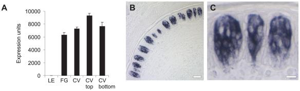https://cdn.ncbi.nlm.nih.gov/pmc/blobs/43ce/2712080/0e0389887852/pone.0006395.g002.jpg