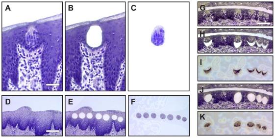 https://cdn.ncbi.nlm.nih.gov/pmc/blobs/43ce/2712080/478c67171aaf/pone.0006395.g001.jpg