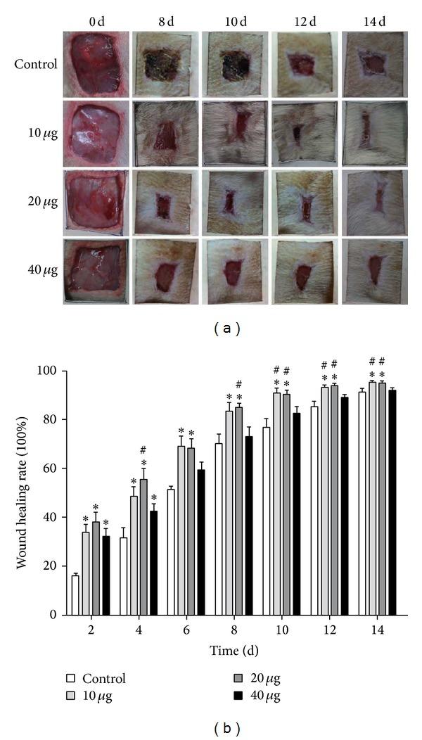 https://cdn.ncbi.nlm.nih.gov/pmc/blobs/43d9/4055427/9e8bf80244d8/BMRI2014-547187.001.jpg