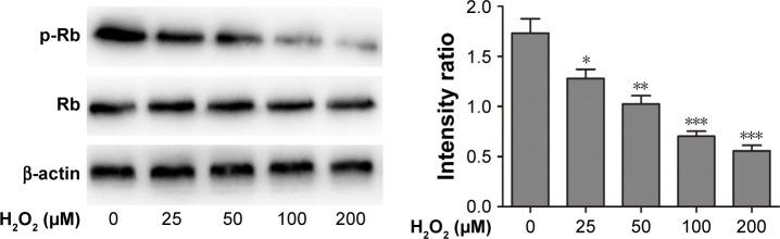 https://cdn.ncbi.nlm.nih.gov/pmc/blobs/43d9/6391141/4837f02e8c2a/dddt-13-747Fig4.jpg