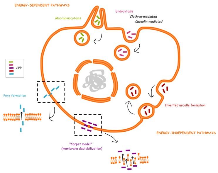 https://cdn.ncbi.nlm.nih.gov/pmc/blobs/43d9/6429072/f642f85ec480/molecules-24-00927-g001.jpg