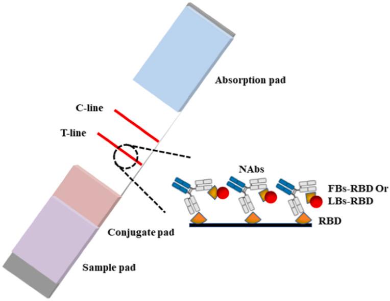 https://cdn.ncbi.nlm.nih.gov/pmc/blobs/43d9/9767659/1912d4af924a/ga1_lrg.jpg