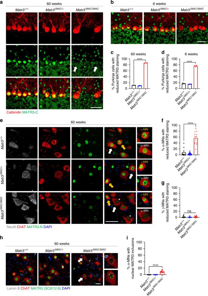 https://cdn.ncbi.nlm.nih.gov/pmc/blobs/43de/7576598/2ca7d6a392d2/41467_2020_18949_Fig6_HTML.jpg