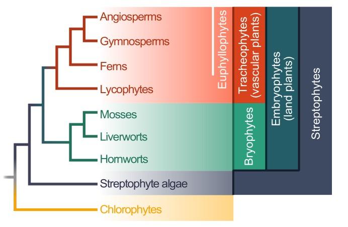 https://cdn.ncbi.nlm.nih.gov/pmc/blobs/43df/6523410/08b908511d77/genes-10-00310-g001.jpg