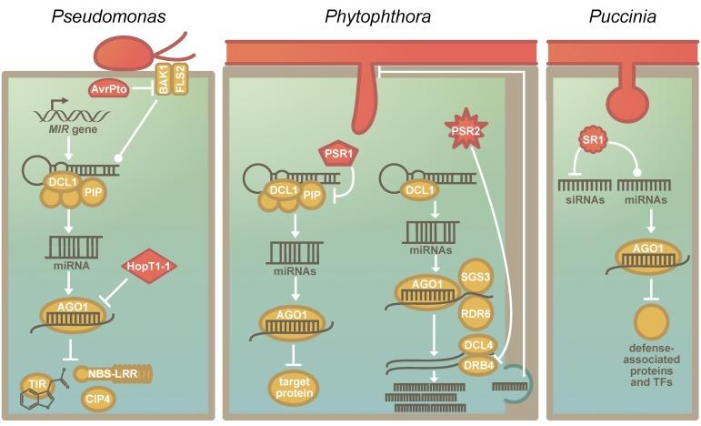 https://cdn.ncbi.nlm.nih.gov/pmc/blobs/43df/6523410/6f47492a7c51/genes-10-00310-g002.jpg
