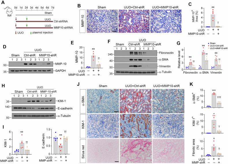 https://cdn.ncbi.nlm.nih.gov/pmc/blobs/43e0/12085647/59ab2ec22e63/41420_2025_2521_Fig3_HTML.jpg