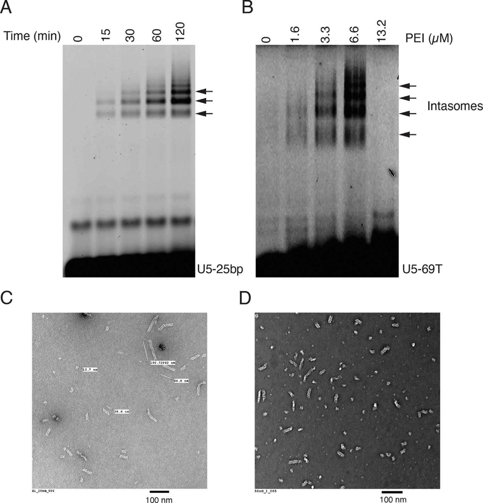 https://cdn.ncbi.nlm.nih.gov/pmc/blobs/43e2/11134455/5c896abb8eb6/nihms-1985887-f0001.jpg