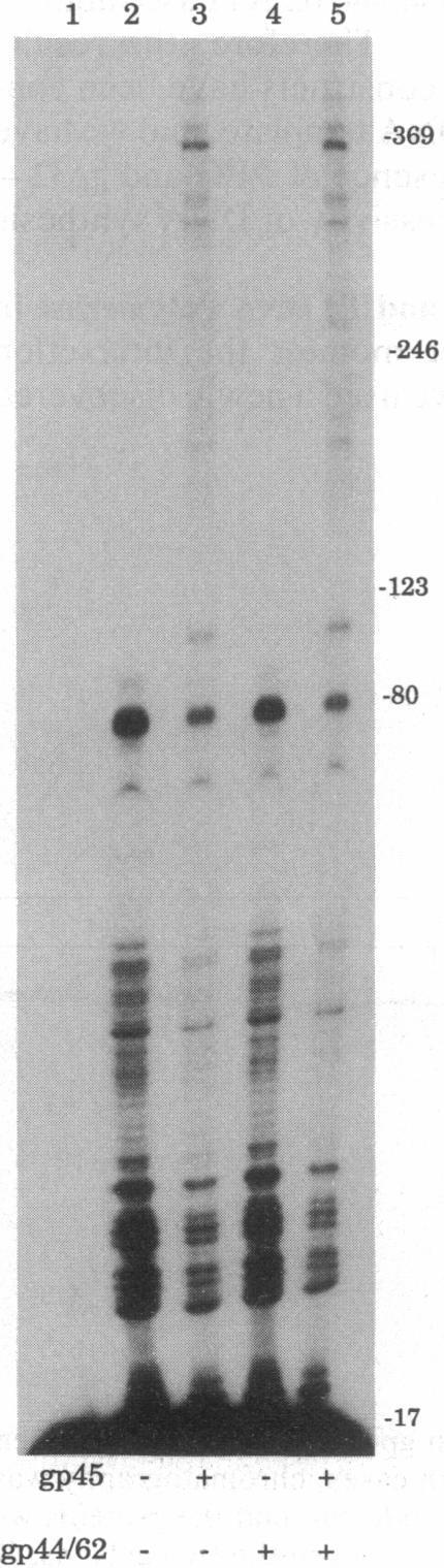 https://cdn.ncbi.nlm.nih.gov/pmc/blobs/43e8/46269/aca4a4cab8cc/pnas01467-0105-b.jpg