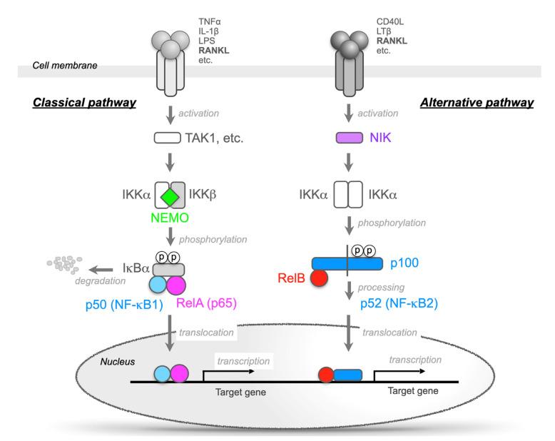 https://cdn.ncbi.nlm.nih.gov/pmc/blobs/43e8/9322175/ab0075d58a41/ijms-23-07995-g002.jpg