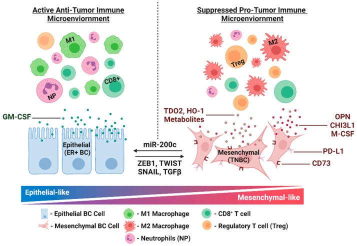 https://cdn.ncbi.nlm.nih.gov/pmc/blobs/43ea/8622696/4a898c09654f/pharmaceuticals-14-01122-g002.jpg