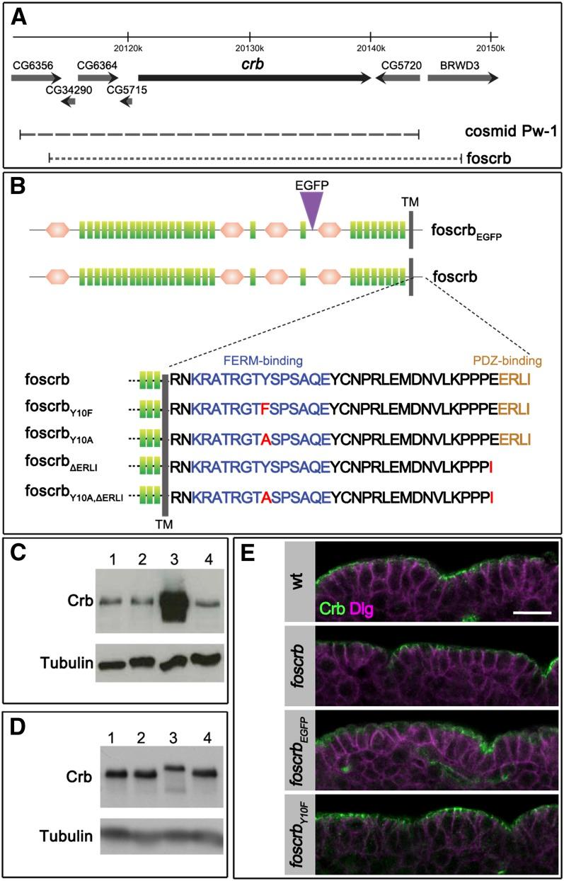 https://cdn.ncbi.nlm.nih.gov/pmc/blobs/43ec/3564977/9f0588a363bc/153f1.jpg