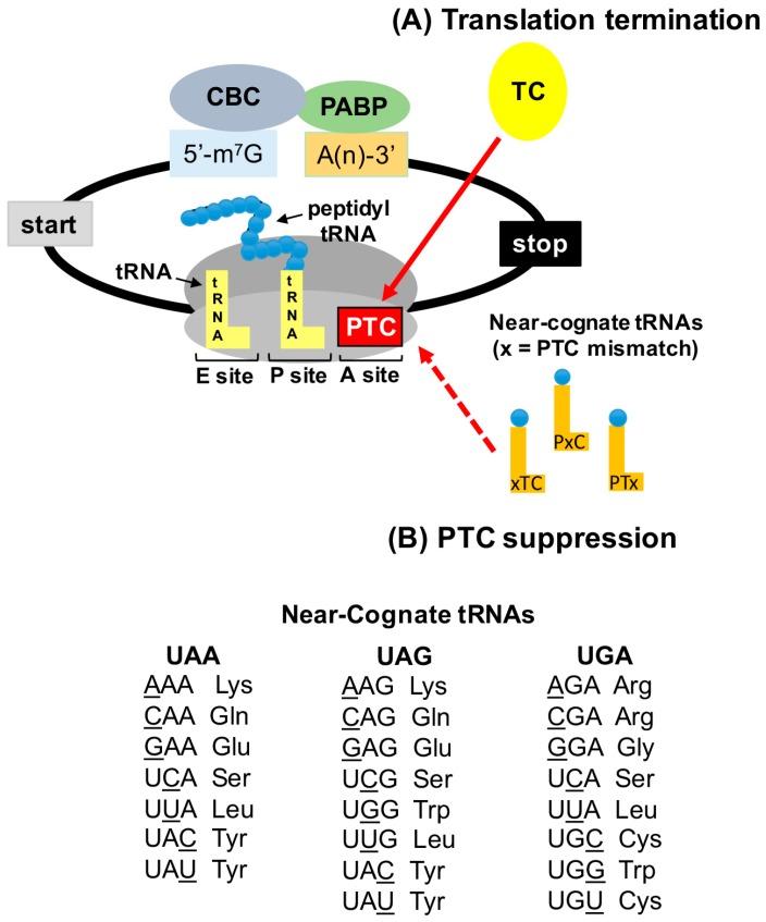 https://cdn.ncbi.nlm.nih.gov/pmc/blobs/43f2/5456328/82df9736e9e0/diseases-04-00032-g002.jpg
