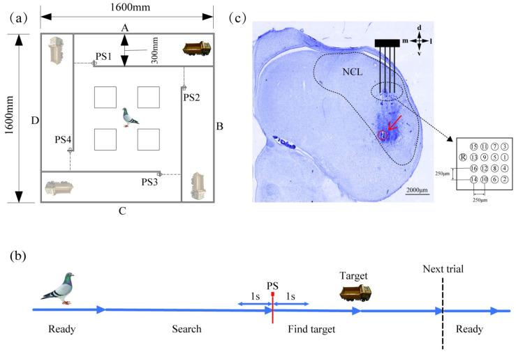 https://cdn.ncbi.nlm.nih.gov/pmc/blobs/43f5/11852068/5c3a8cb2d139/animals-15-00609-g001.jpg