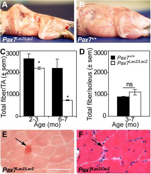 https://cdn.ncbi.nlm.nih.gov/pmc/blobs/43f5/2063538/1bb04cd539ff/jcb1720103f01.jpg