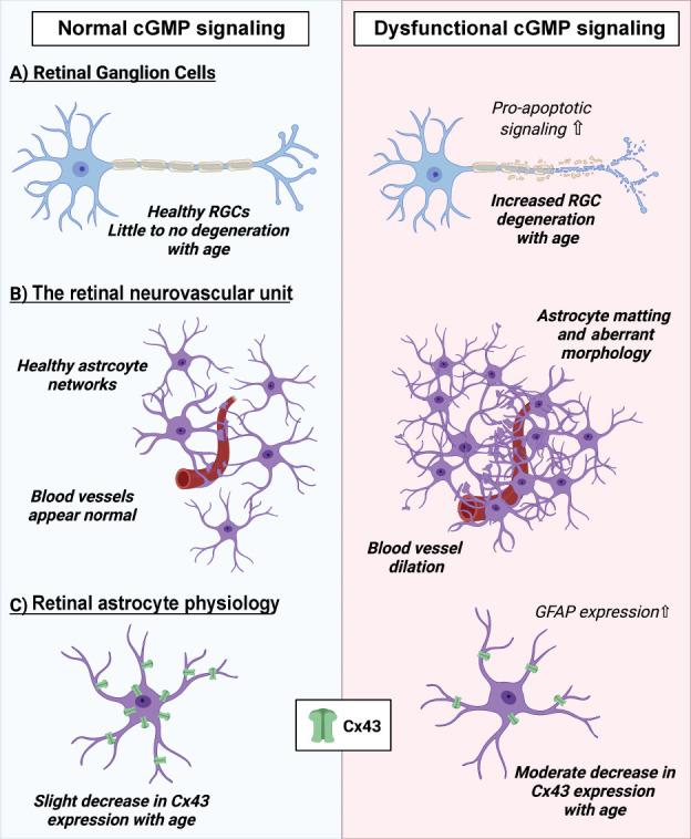 https://cdn.ncbi.nlm.nih.gov/pmc/blobs/43f6/9838148/d0b16811d58a/NRR-18-1267-g001.jpg