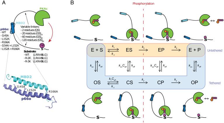 https://cdn.ncbi.nlm.nih.gov/pmc/blobs/43f8/9231604/0a9acac9bd4f/pnas.2203098119fig01.jpg