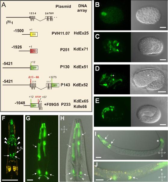 https://cdn.ncbi.nlm.nih.gov/pmc/blobs/43fa/1939731/65ce45f3df98/pone.0000731.g005.jpg