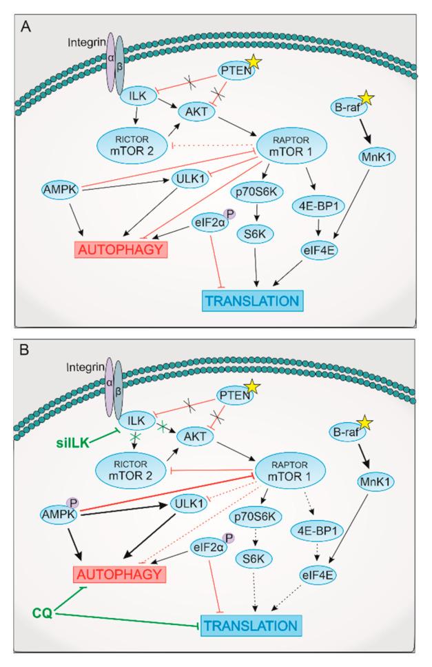 https://cdn.ncbi.nlm.nih.gov/pmc/blobs/43fa/8037356/495517a987de/ijms-22-03682-g007.jpg
