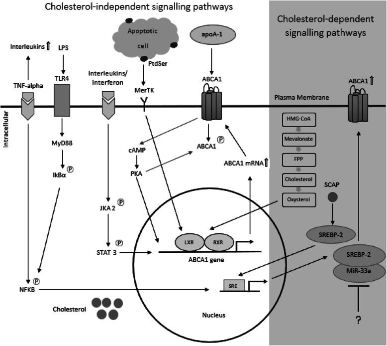 https://cdn.ncbi.nlm.nih.gov/pmc/blobs/43fc/7519545/9e2700abba0d/12931_2020_1515_Fig1_HTML.jpg