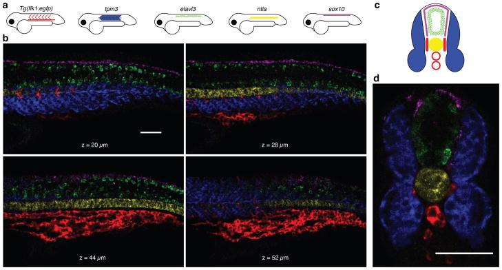 https://cdn.ncbi.nlm.nih.gov/pmc/blobs/4401/3058322/8807f4bb57d7/nihms240064f3.jpg