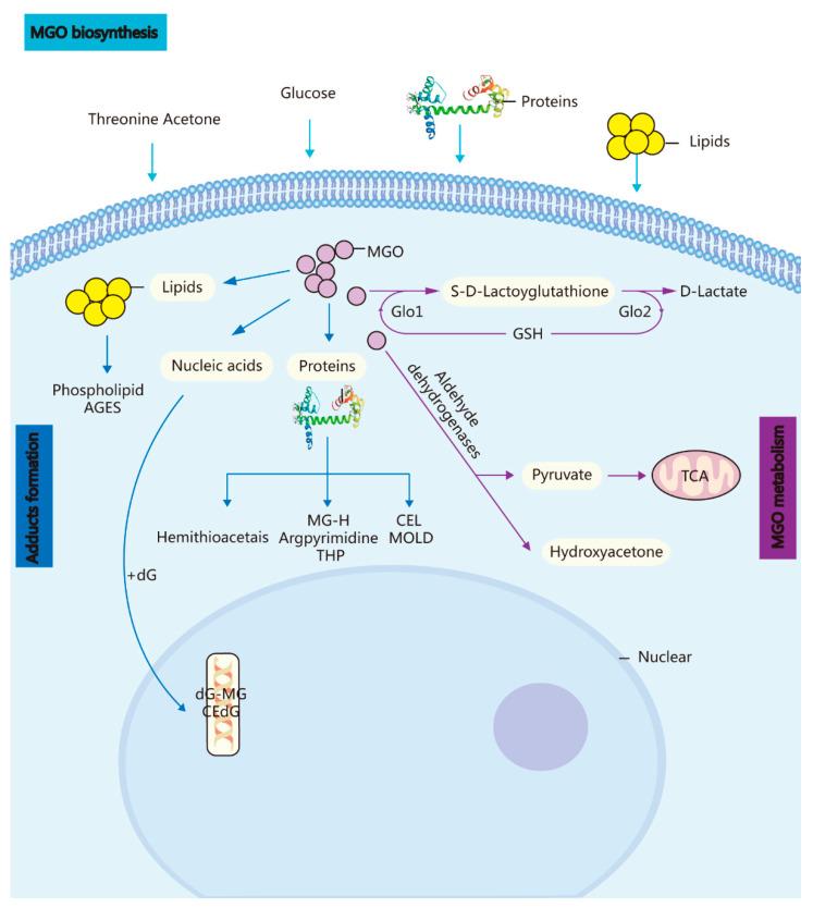 https://cdn.ncbi.nlm.nih.gov/pmc/blobs/4401/9696358/1b22cefdf043/molecules-27-07905-g001.jpg