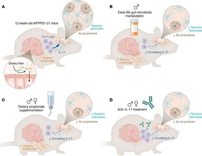 https://cdn.ncbi.nlm.nih.gov/pmc/blobs/4402/12208533/93a9663475da/jci-135-194443-g221.jpg