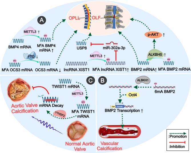 https://cdn.ncbi.nlm.nih.gov/pmc/blobs/440a/12057228/264c569ae925/13287_2025_4364_Fig4_HTML.jpg
