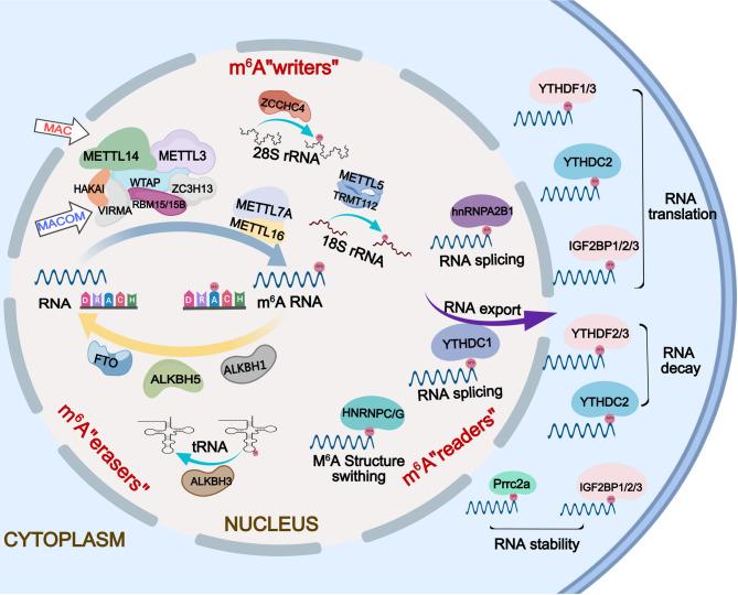 https://cdn.ncbi.nlm.nih.gov/pmc/blobs/440a/12057228/5cc986eab006/13287_2025_4364_Fig2_HTML.jpg