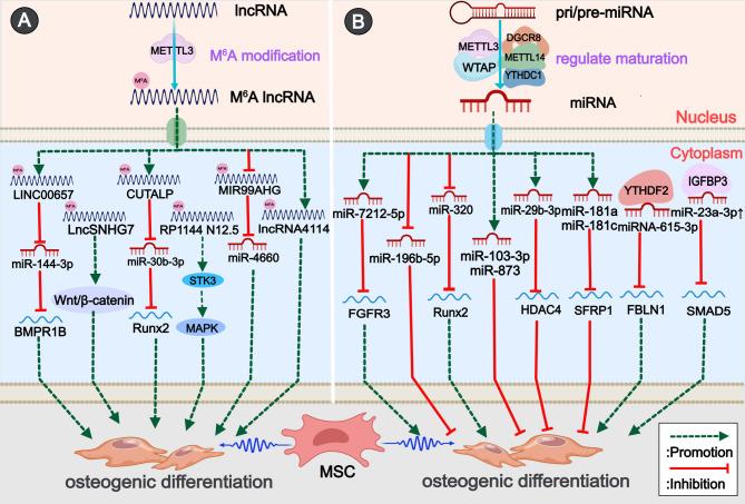 https://cdn.ncbi.nlm.nih.gov/pmc/blobs/440a/12057228/7f1472c30ee9/13287_2025_4364_Fig3_HTML.jpg