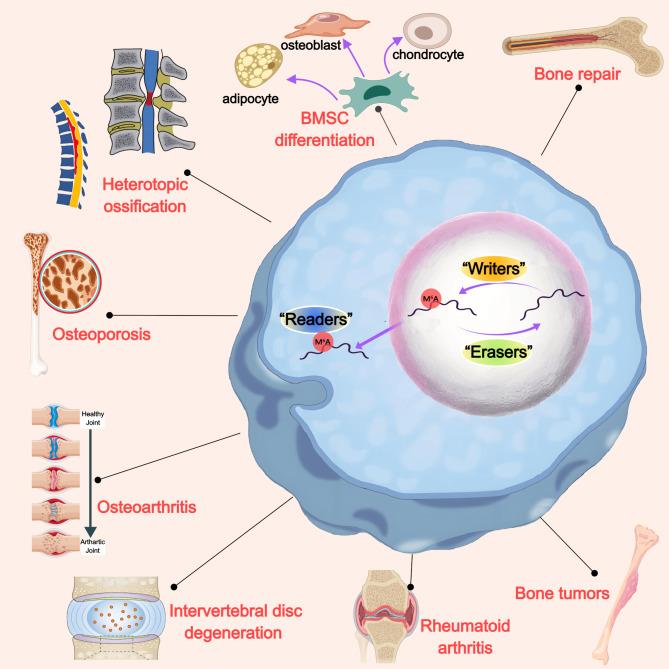 https://cdn.ncbi.nlm.nih.gov/pmc/blobs/440a/12057228/9a38f8de8313/13287_2025_4364_Fig1_HTML.jpg
