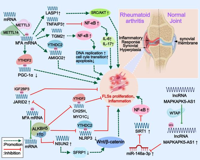 https://cdn.ncbi.nlm.nih.gov/pmc/blobs/440a/12057228/9fd512cbd970/13287_2025_4364_Fig5_HTML.jpg