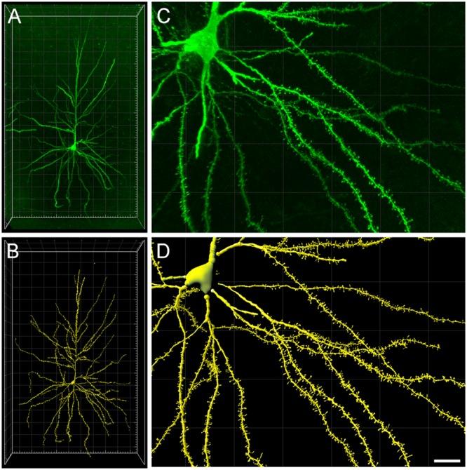 https://cdn.ncbi.nlm.nih.gov/pmc/blobs/440c/4701943/0935fe1028a4/fnana-09-00159-g001.jpg