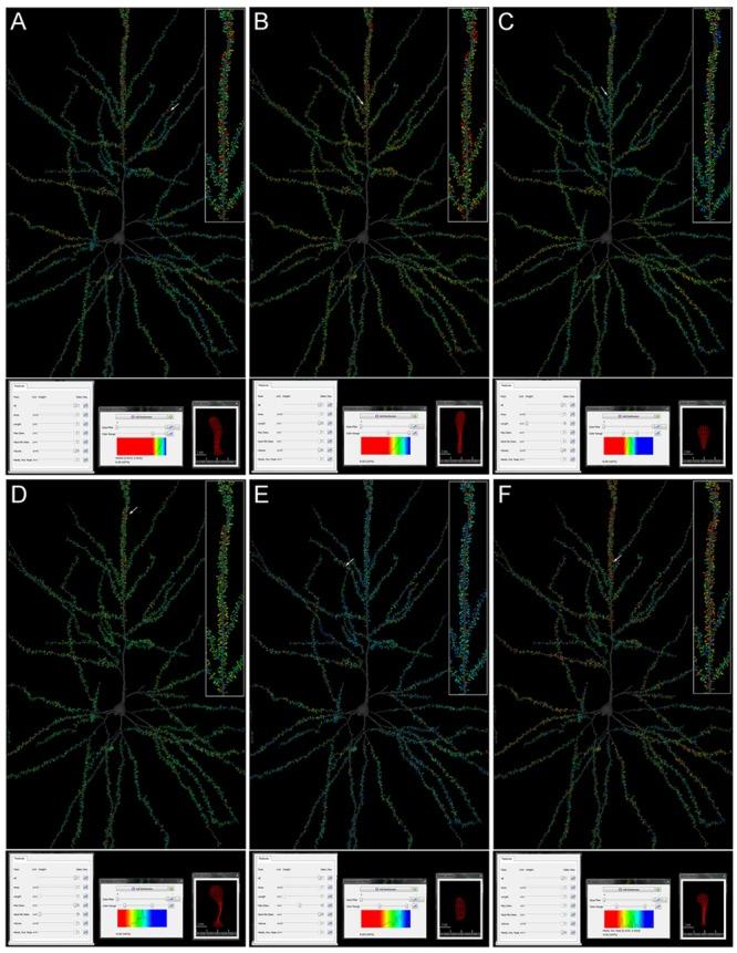 https://cdn.ncbi.nlm.nih.gov/pmc/blobs/440c/4701943/7dce065a9770/fnana-09-00159-g005.jpg