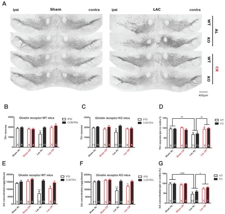 https://cdn.ncbi.nlm.nih.gov/pmc/blobs/440e/5372574/9b74840eb5a5/ijms-18-00558-g003.jpg