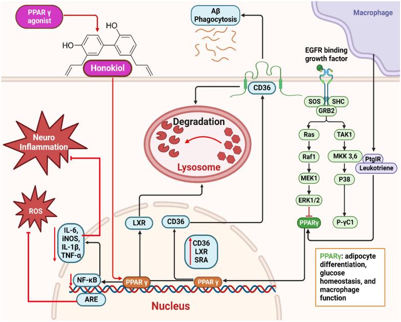 https://cdn.ncbi.nlm.nih.gov/pmc/blobs/440f/10668527/434f22535c8b/13020_2023_846_Fig5_HTML.jpg
