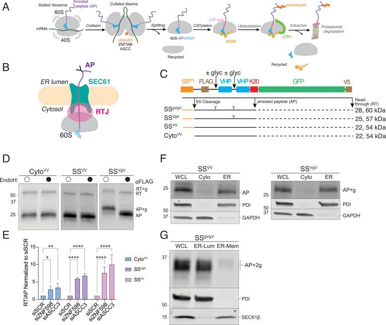https://cdn.ncbi.nlm.nih.gov/pmc/blobs/4411/10120006/23c04d4ab91d/pnas.2220340120fig01.jpg