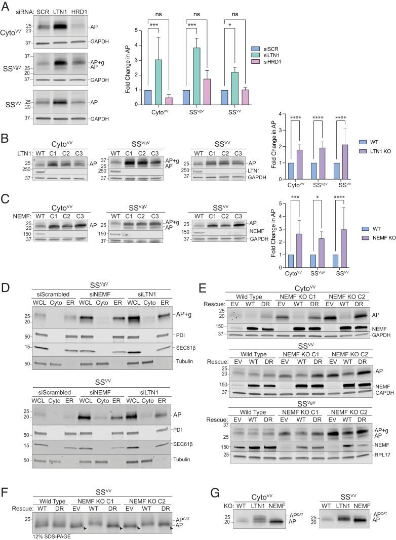https://cdn.ncbi.nlm.nih.gov/pmc/blobs/4411/10120006/3da85badcfda/pnas.2220340120fig03.jpg