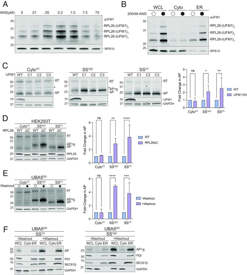 https://cdn.ncbi.nlm.nih.gov/pmc/blobs/4411/10120006/87865e5c3f2d/pnas.2220340120fig04.jpg