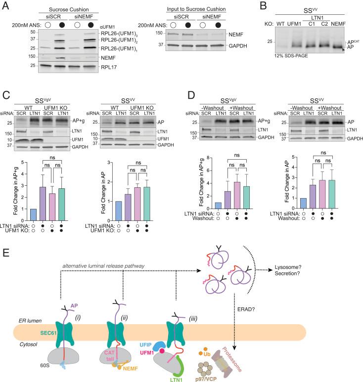 https://cdn.ncbi.nlm.nih.gov/pmc/blobs/4411/10120006/90d54427e82e/pnas.2220340120fig05.jpg