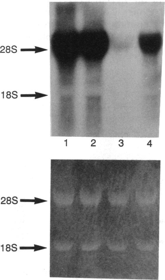 https://cdn.ncbi.nlm.nih.gov/pmc/blobs/4411/49191/0b9af8363b5f/pnas01085-0110-a.jpg
