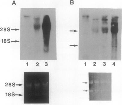 https://cdn.ncbi.nlm.nih.gov/pmc/blobs/4411/49191/168b597a7ed9/pnas01085-0111-b.jpg