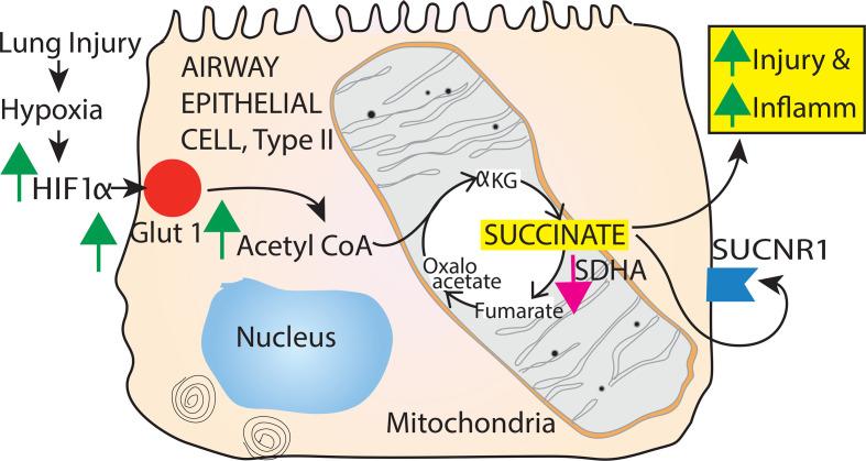 https://cdn.ncbi.nlm.nih.gov/pmc/blobs/4414/10561732/9c77b8a69ed1/jciinsight-8-166860-g199.jpg