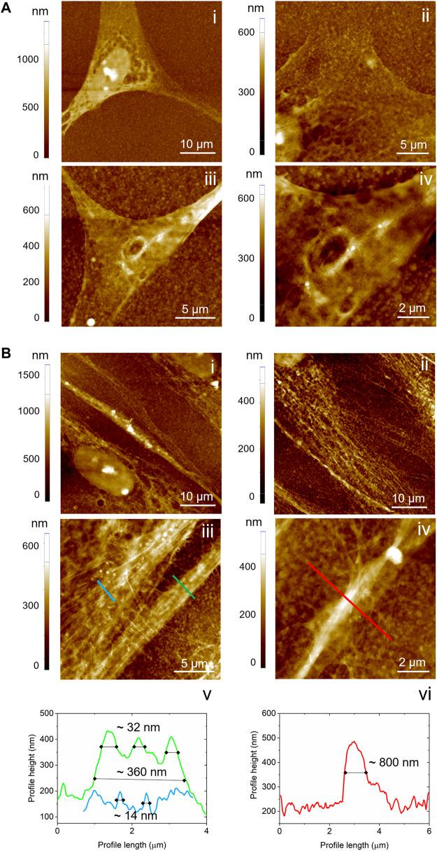 https://cdn.ncbi.nlm.nih.gov/pmc/blobs/441a/9428488/1495dc1d4191/fphys-13-930804-g006.jpg