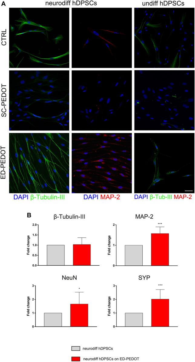 https://cdn.ncbi.nlm.nih.gov/pmc/blobs/441a/9428488/869efd47b6ac/fphys-13-930804-g005.jpg