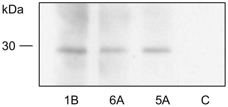 https://cdn.ncbi.nlm.nih.gov/pmc/blobs/441b/4149539/9b075a250356/pone.0106222.g003.jpg