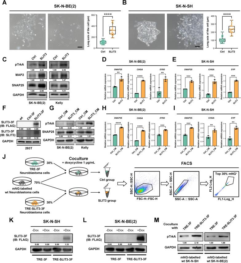 https://cdn.ncbi.nlm.nih.gov/pmc/blobs/441d/12123822/2925462f82bf/12967_2025_6621_Fig4_HTML.jpg